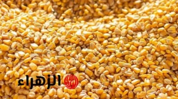 تطور جديد.. سعر طن الذرة الصفراء والبيضاء اليوم في الأسواق المصرية 1